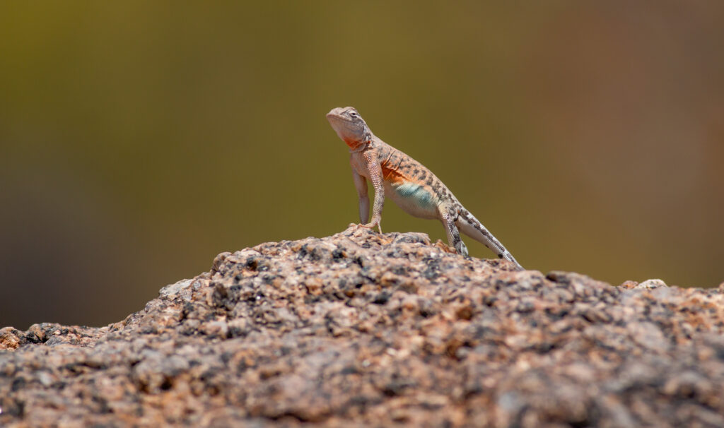 Science in Images: I am the Lizard King