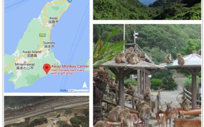 Collecting Data with 450+ Monkeys on an Island. What could go wrong?