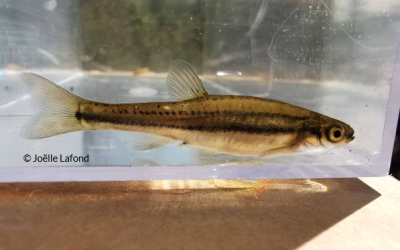 Reproduction chez les poissons: Entre clonage et reproduction sexuée