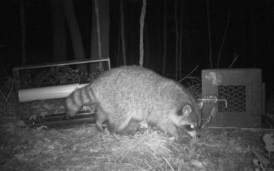 Travel Stories: Quand les ratons laveurs sont exotiques