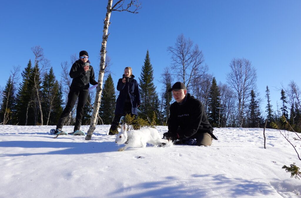 En avril, découvre-toi ou file! Sur les traces du lièvre variable au pays des hytter
