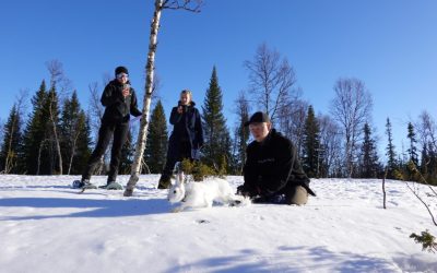 En avril, découvre-toi ou file! Sur les traces du lièvre variable au pays des hytter