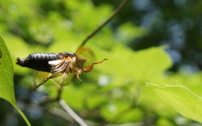 Science in Images: 17-year Periodical Cicada in Flight