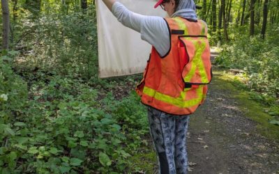Fieldwork story: Questing for ticks before they can