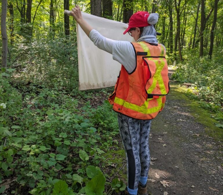 Fieldwork story: Questing for ticks before they can