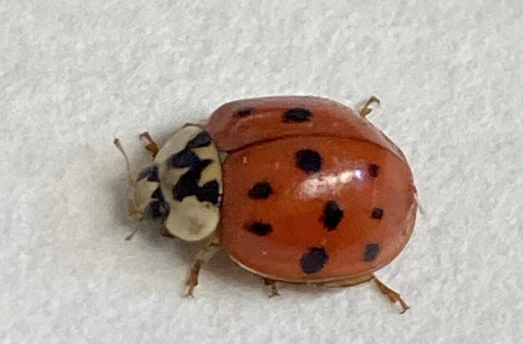 Tainted wine and zombie beetles: The thrills of working with everyone’s least favourite lady beetle