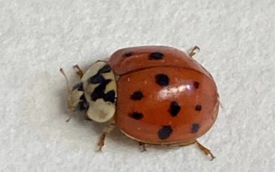 Tainted wine and zombie beetles: The thrills of working with everyone’s least favourite lady beetle