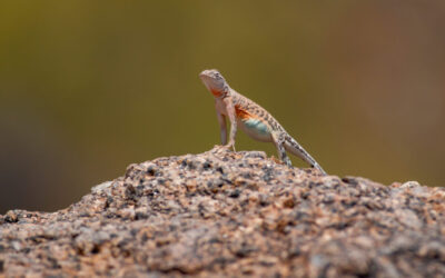 Science in Images: I am the Lizard King