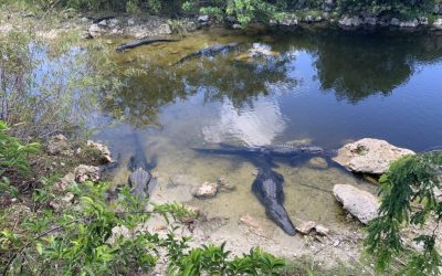 Same conference, 3 years later – reflections about Species on the Move