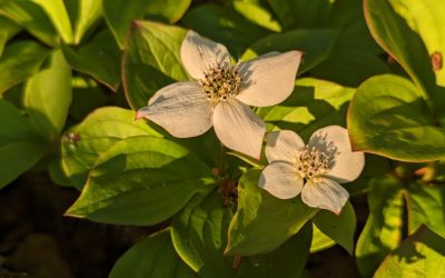 Science in Images: Bunchberries under the solstice sun