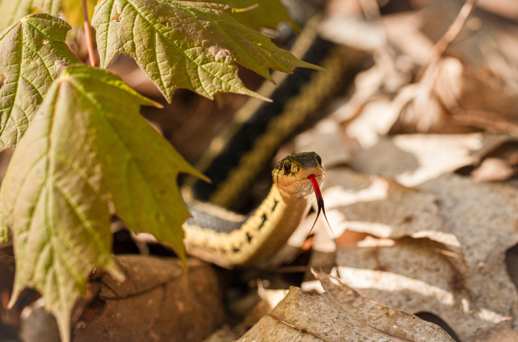 Science in Images: A hiss in the leaves