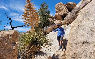 Récit de voyage en Californie : à la rencontre de la flore locale