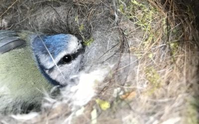 Dis-moi ce que tu manges, je te dirai qui tu es : le cas de la mésange bleue corse