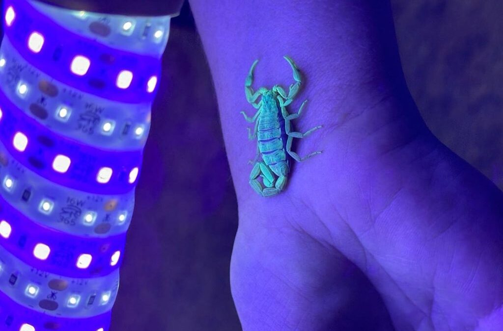 Adventures in Biofluourescene: a hidden world unveiled with UV