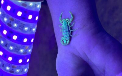 Adventures in Biofluourescene: a hidden world unveiled with UV