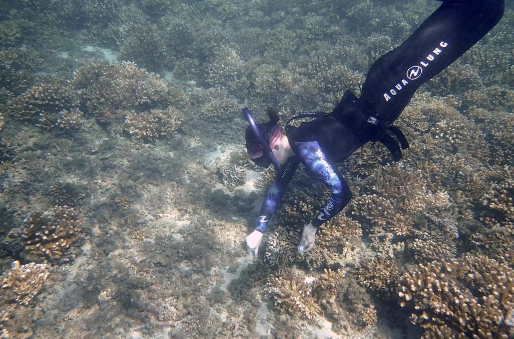 Diving Deep on One Breath: Freediving for Coral Reef Research