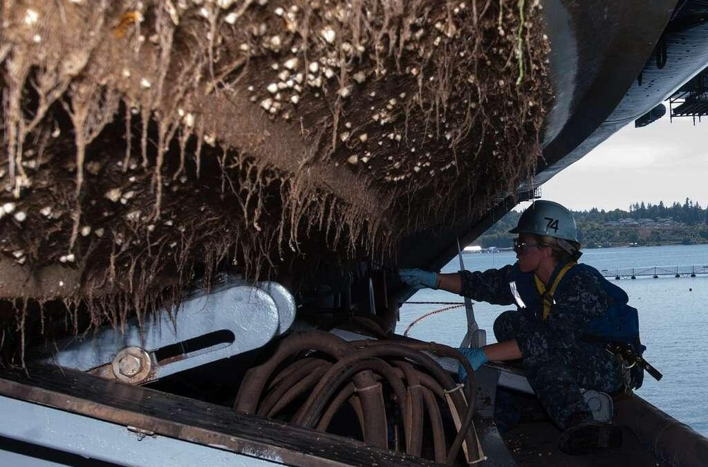 Intro to dock fouling: A snorkelling alternative for the cold-averse!