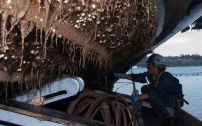 Intro to dock fouling: A snorkelling alternative for the cold-averse!