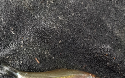 What modelling can bring to endangered species conservation