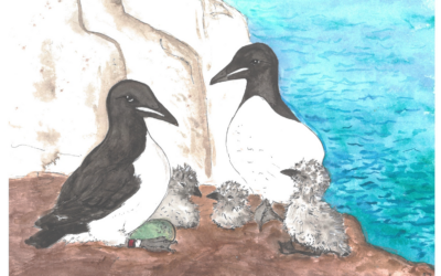 Sifting through seabirds: 45 years of murre monitoring