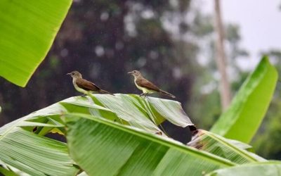 À la recherche des oiseaux à Campo