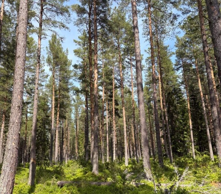 On the Loose with Moose at a Swedish symposium