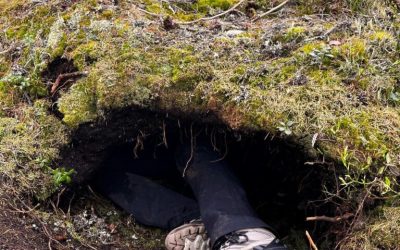 De la tanière aux données : la valeur des bénévoles dans le suivi des ours scandinaves