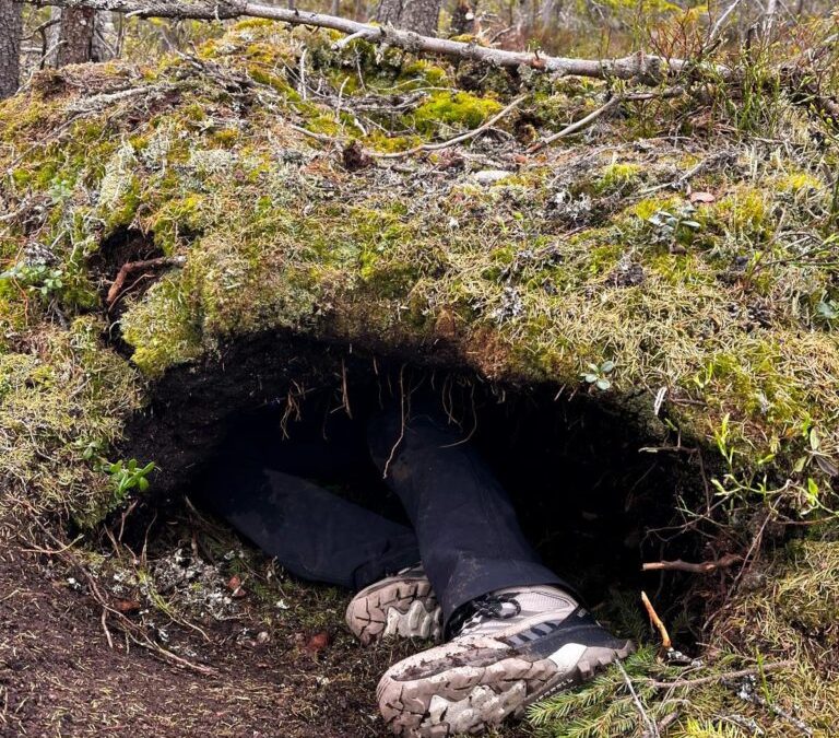 De la tanière aux données : la valeur des bénévoles dans le suivi des ours scandinaves