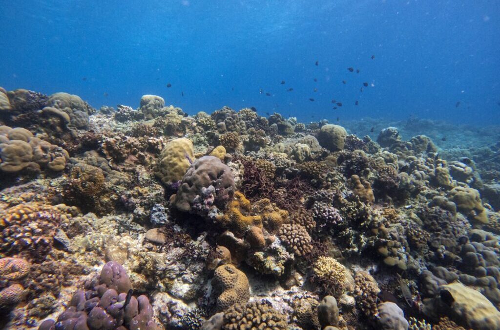 Les Îles Gili, mon premier terrain de jeu en tant que plongeuse scientifique
