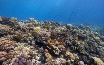 Les Îles Gili, mon premier terrain de jeu en tant que plongeuse scientifique