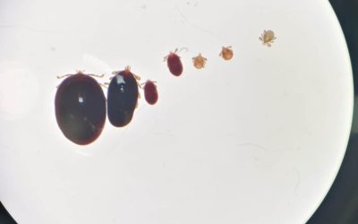 Travel story: Internship to improve risk management of Lyme disease for outdoor workers