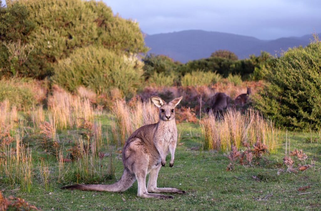 On the Search for Kangaroos: Tales of fieldwork in the Australian bush