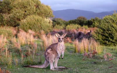 On the Search for Kangaroos: Tales of fieldwork in the Australian bush