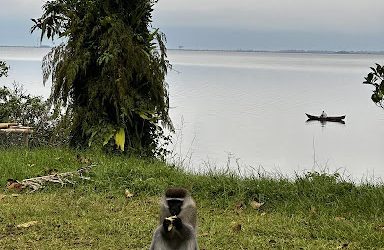 Sharing a field site with vervet monkeys